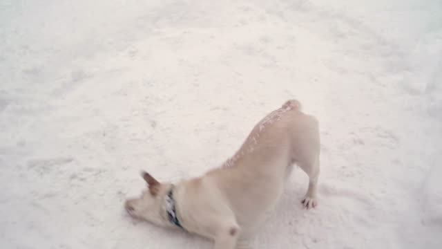 Der-Hund-sein-Gesicht-auf-dem-schneebedeckten-Boden-kratzen