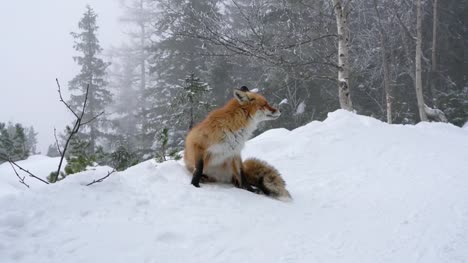 Einsame-Fuchs-gehen-auf-Schnee-im-winter