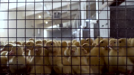 Crowd-of-ducklings-in-the-cage-at-poultry-farm