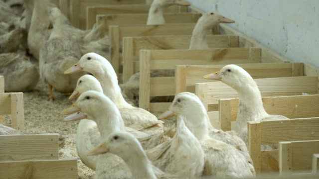 Adult-ducks-growing-at-poultry-farm-for-sale