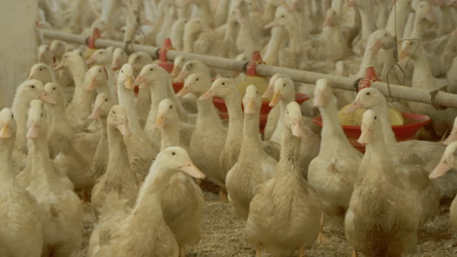 Anbau-von-Enten-zu-verkaufen-als-ein-Fleisch-am-Geflügelhof