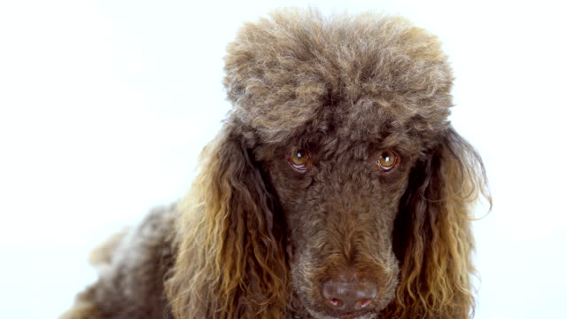 4K-Close-Up-Video-Portrait-of-Brown-Poodle-On-White-Background