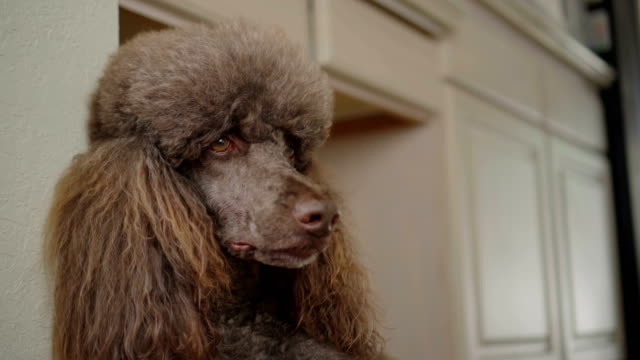 4K-Close-Up-Video-Portrait-Of-Brown-Poodle