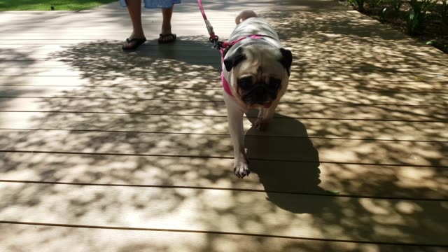 Camera-tracks-small-pug-dog-as-she-walks-along-pavement-with-owners.