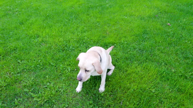 Un-perro-Labrador-retriever-blanco-sentado-en-la-hierba
