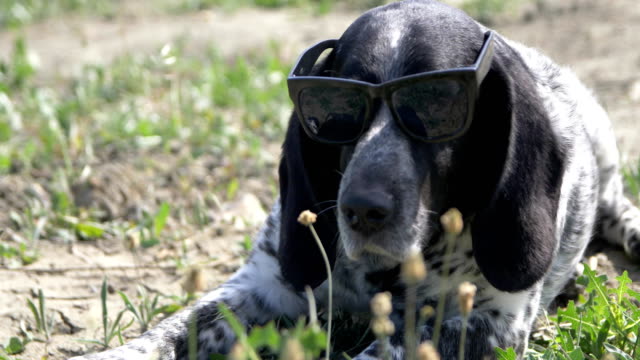 ein-Jagdhund-in-schwarze-Sonnenbrille