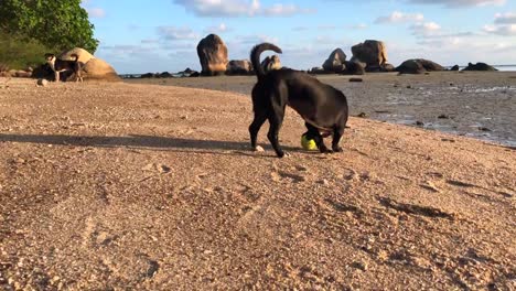 Junger-Hund-spielt-mit-Tennisball-am-Strand