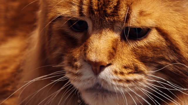 Primer-plano-retrato-de-atigrado-gato-Maine-Coon