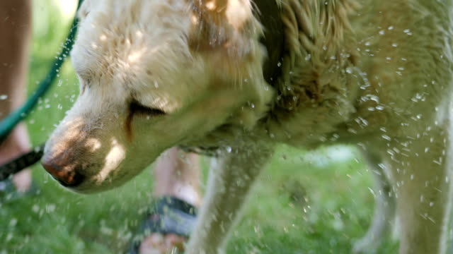 Nassen-weißen-Hund-Wasser-in-Zeitlupe-abschütteln