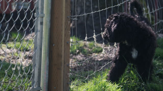Black-Poodle-Puppies-In-Yard