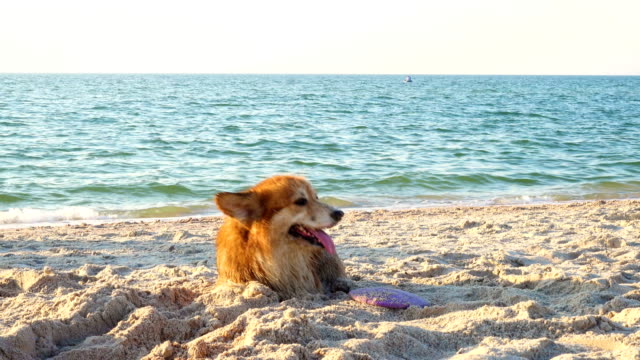 Corgi-galés-feliz-fluffy-perro-del-animal-doméstico-jugando-en-la-playa