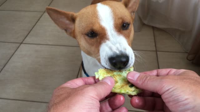 Basenji-dog-nibbling-pancakes-filling-with-zucchini-and-dill-that-master-takes-in-the-hands