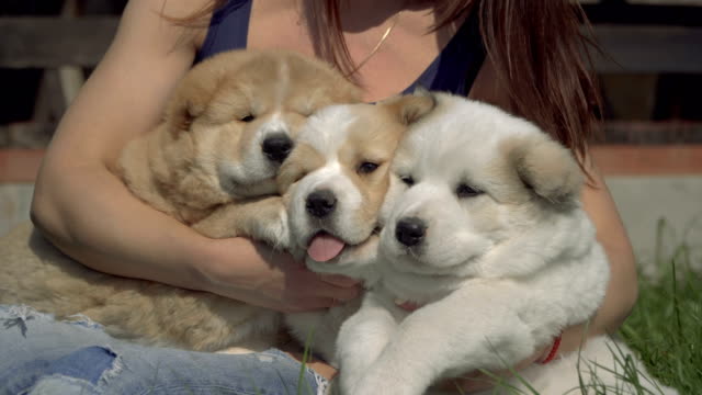 Puppies-of-the-Alabai-breed
