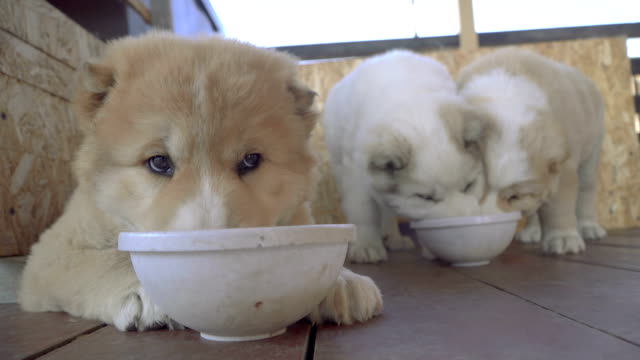 Puppies-of-the-Alabai-breed