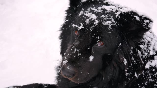 Homeless-Dog-In-Winter-Snowfall-Looks-At-The-Camera-With-Sadness-Eyes