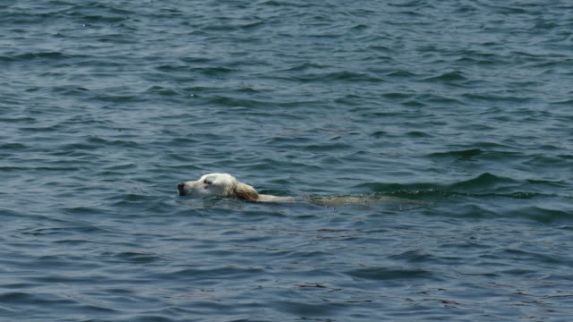 Kamera-schwenken-auf-den-weißen-Hund,-Schwimmen-im-See