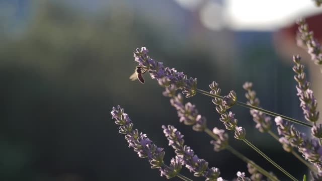 Miel-de-abejas,-polinizar-flores-de-lavanda