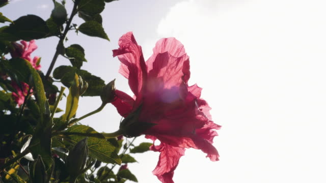 Pink-Bougainvillea-Blumen