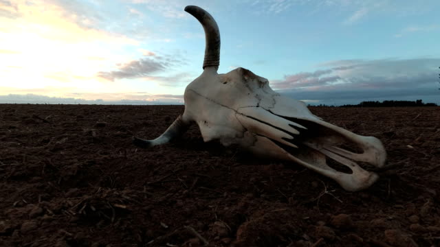Cow-skull-on-dry-autumn-field-and-morning-sunrise,-time-lapse