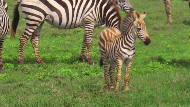 Zebras-Herde-mit-baby