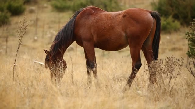 Footage-of-a-wild-brown-horse-grazing-peacefully-in-nature