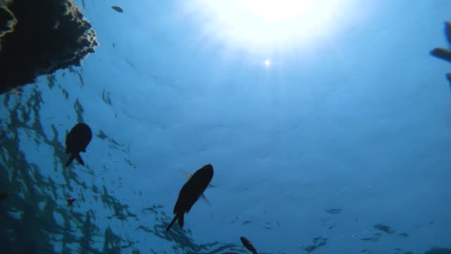 Fische-schwimmen-unter-Wasser-Schuss-vom-Meeresboden-Meeresgrund-mit-Sonnenstrahlen-durch-klares-Wasser.