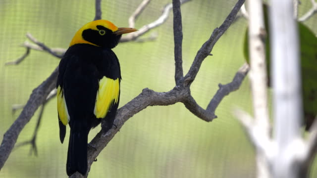 close-up-of-a-regent-bowerbird-in-a-walk-in-avairy