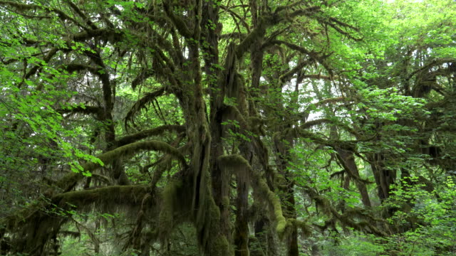 Kippen-Sie-nach-unten-Schuss-eines-Baumes-Moos-bedeckt-bei-Hoh-Regenwald-im-olympic-np