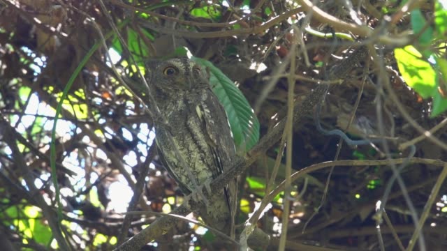 Sleepy-Oriental-scops-owl-swaying-on-branch,low-angle-view.