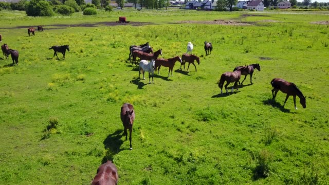 Luftaufnahme-der-schönen-Pferde-im-Feld
