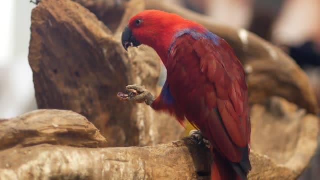 Macore-Bird-Hold-on-tree-branch.-Beautiful-macore-Parrot-bird-standing-on-a-wooden.