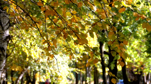 Herbst-gelbes-Blatt-auf-den-Ästen-der-Bäume-im-Park