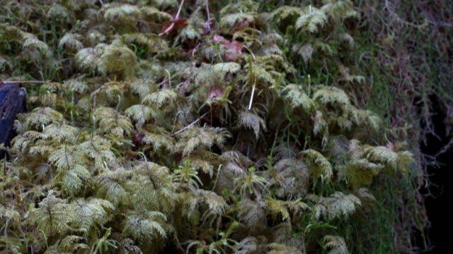 close-tilt-up-shot-of-moss-growing-in-hoh-rain-forest