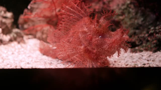 Weedy-Scorpionfish-in-aquarium,-The-Weedy-Scorpionfish-Rhinopias-frondosa-is-an-extremely-unusual-looking-fish.