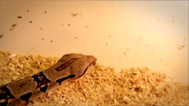 Python-in-Gefangenschaft-kriecht-entlang-der-Grenze-des-Gehäuses
