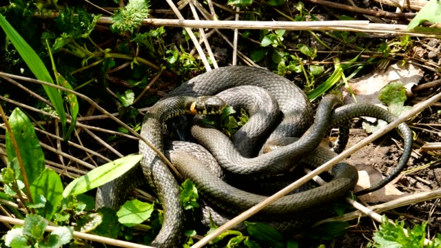 Many-Large-Black-Rat-Snake-in-the-Grass