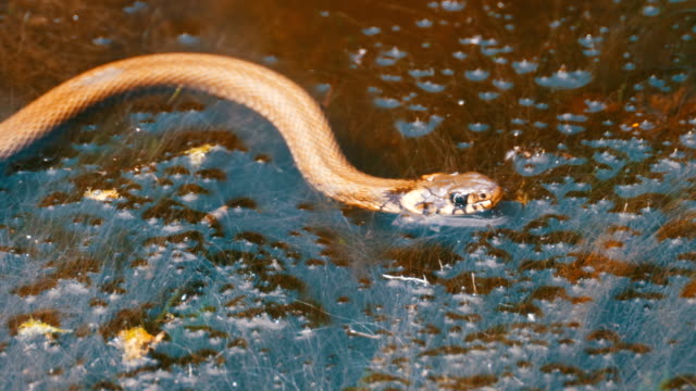 Grass-Snake-in-the-River