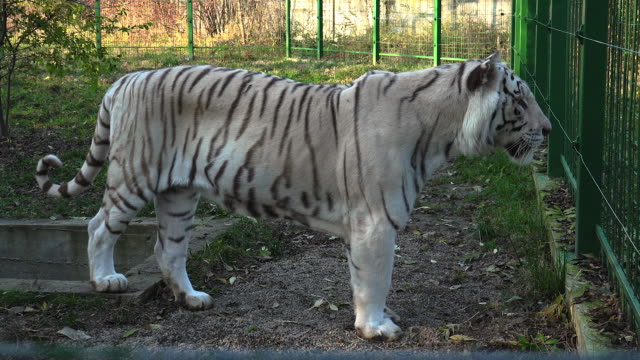 El-majestuoso-tigre-blanco