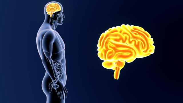 Menschliche-Gehirn-Zoom-mit-Organen