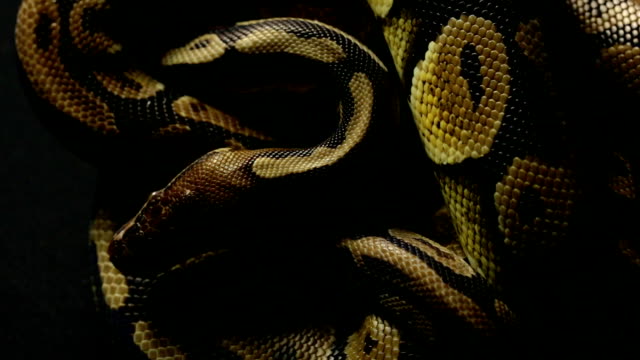 Muster-der-königlichen-Ball-Python-Schlangenleder