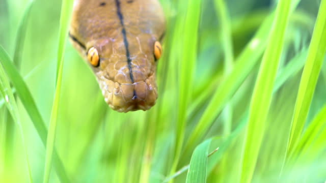 Python-(Morelia-viridis).-primer-plano-del-ojo