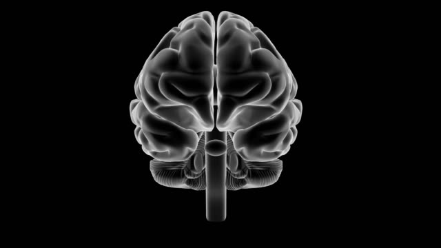 X-ray-Stil-Gehirn,-360-Rotation.
