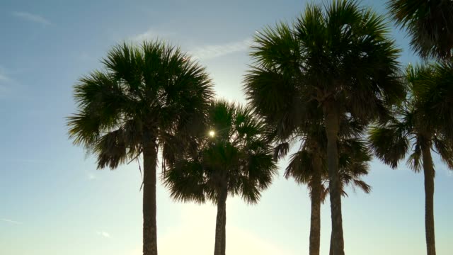 Silhouette-Kokosnuss-Palmen-am-Strand-bei-Sonnenuntergang