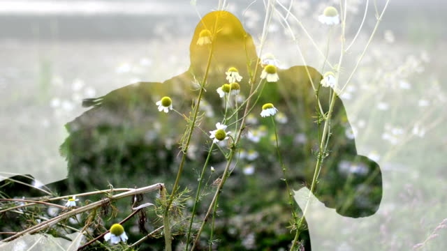 Mixta-de-dos-imágenes-de-flores-de-manzanilla-y-animación-3d