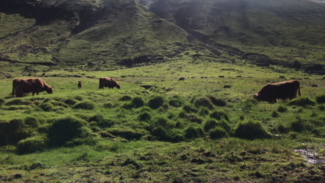 Amazing-view-of-bulls,-cows-or-yack-grazing-green-grass-on-meadow-highlands-with-perfect-sunshine-in-summer-morning,-mountain-rural-suburbs-in-Faroe-Islands-as-travel,-agriculture,-farm