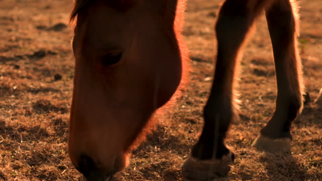 Brown-horses-backlit-at-sunset-on-farm-during-drought-medium-shot.-Drought-in-Australia.