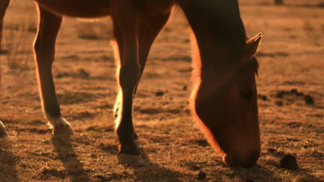 Brown-horse-backlit-at-sunset-on-farm-during-drought-close-shot