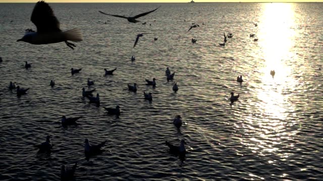 Seagulls-fly-over-the-sea.-Slow-Motion.