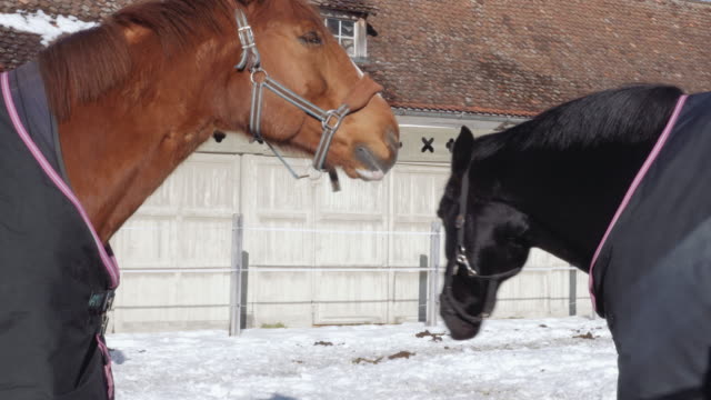 Braune-und-schwarze-Pferdeprofile-in-verschneiten-Umgebung