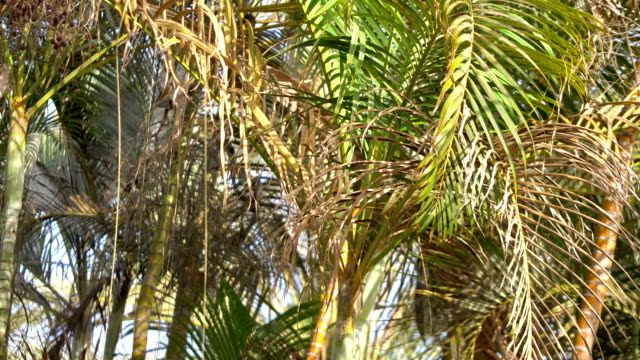 Hermosas-palmeras-en-cámara-lenta-de-4K-60fps
